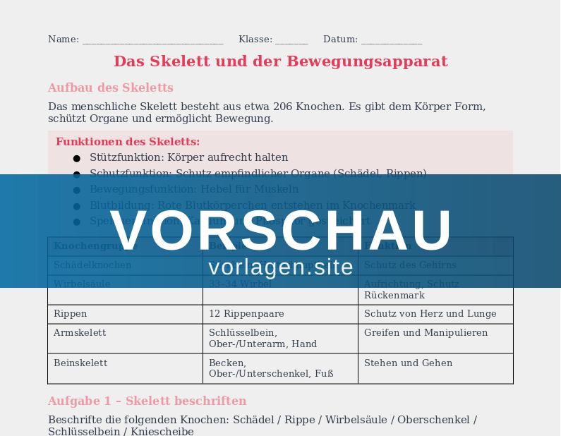 Das Skelett – Knochen und ihre Aufgaben